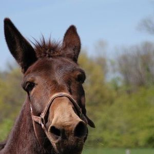 Meet your Posher, Deb